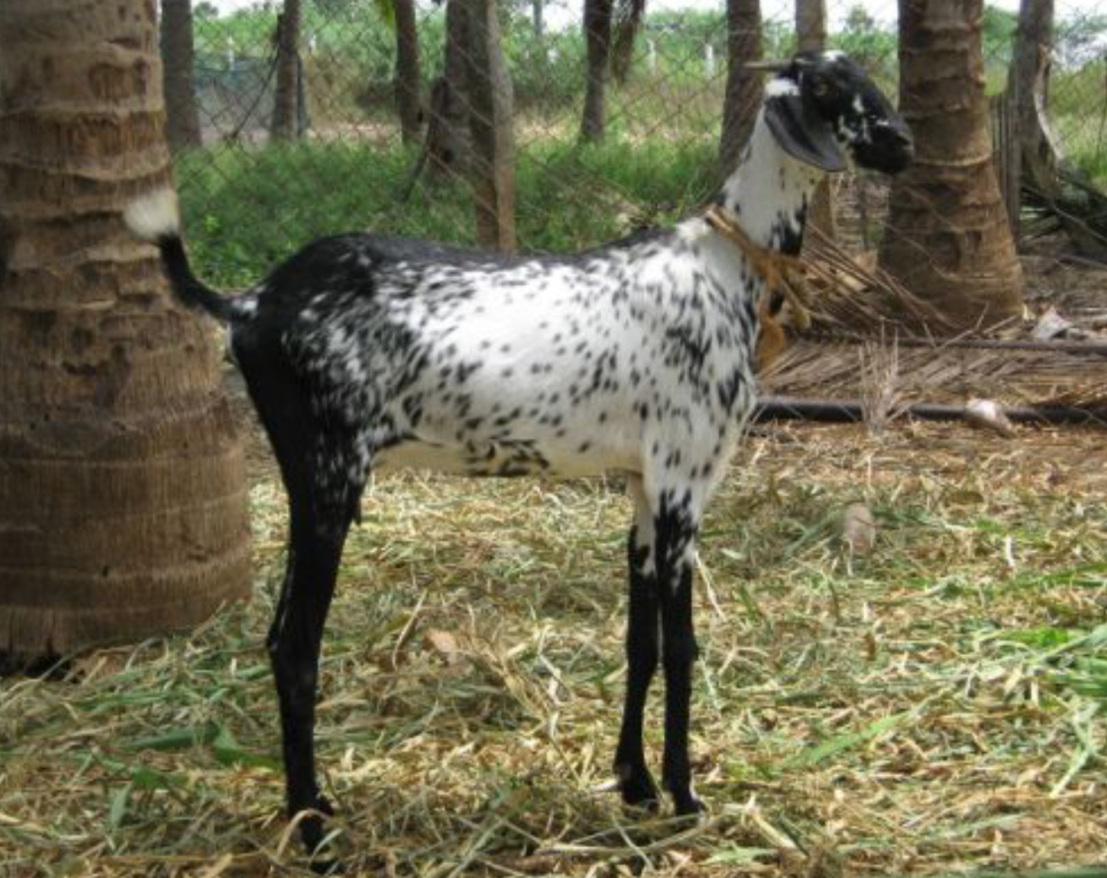 goat genetic breading