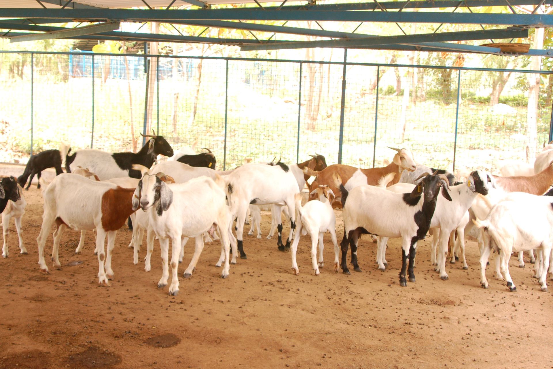 goat production system