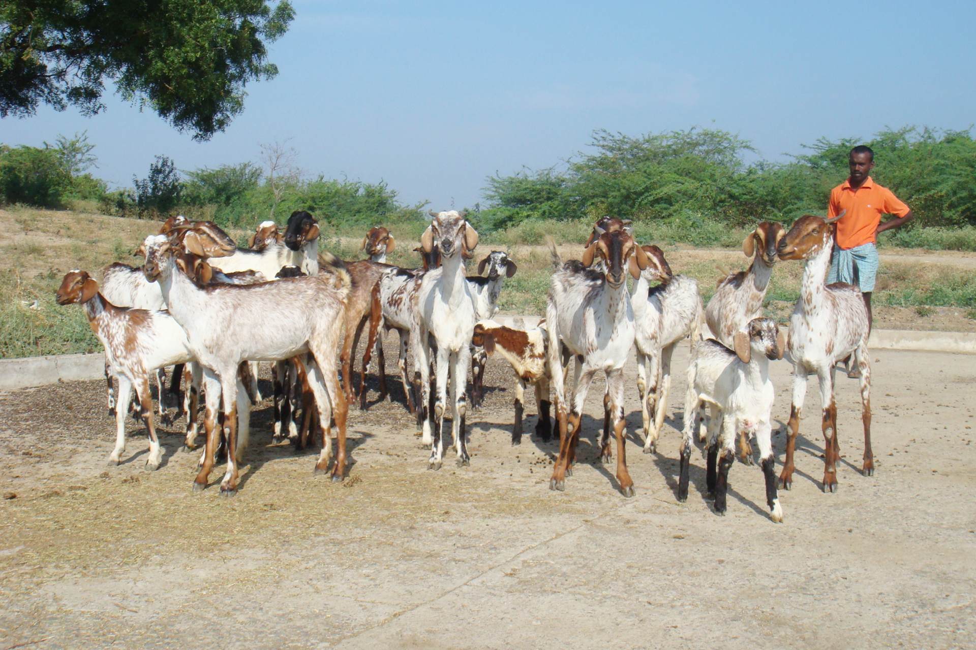 goats and sustainable development