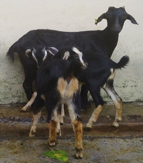 Reproduction in goat