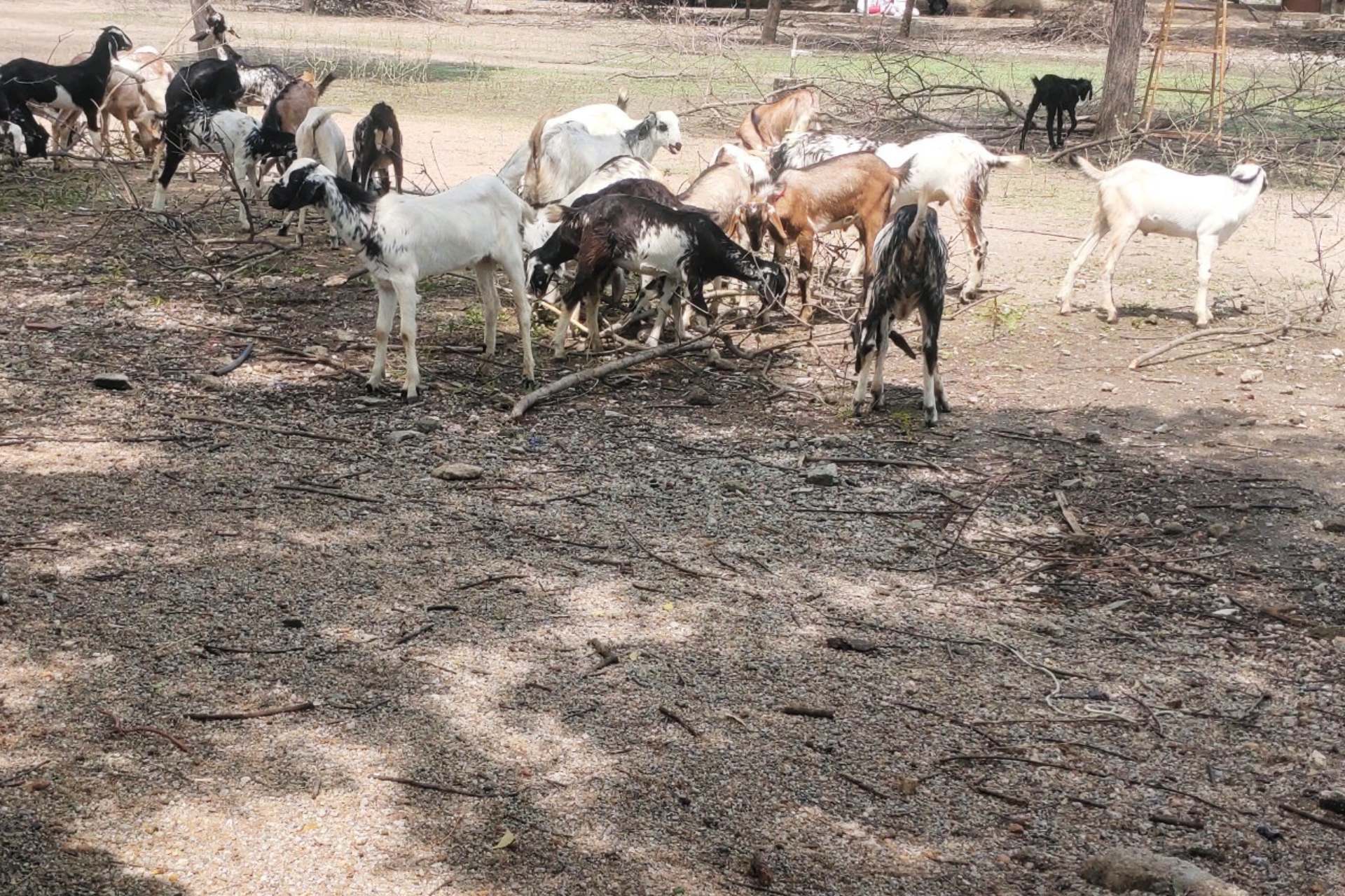 Utility of goat rearing